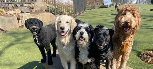Dog Daycare With Transportation Near Me: Ultimate Convenience